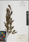 Foto von Salix lapponum L.